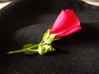 植物花卉20110731_133559_051