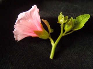 植物花卉20110731_133632_053