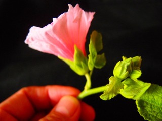 植物花卉20110731_133743_058