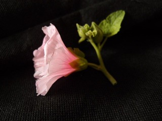 植物花卉20110731_134637_070