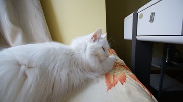 我家的猫...