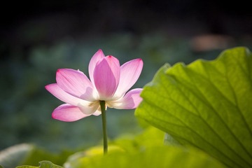荷扇