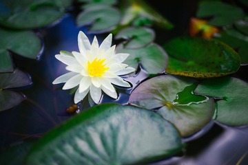 IMG_1253.jpg