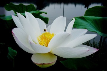 白荷