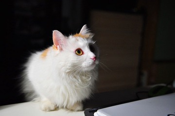 猫