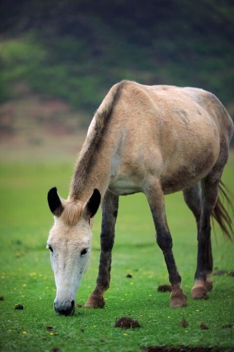 A HORSE<br />
