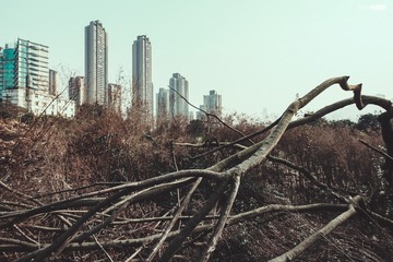 _DSC5236-ngt-s