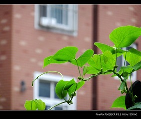 DSCF1600.jpg