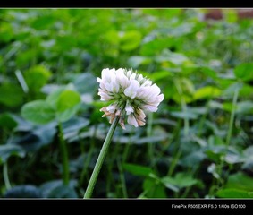 DSCF1714.jpg