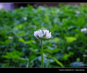 DSCF1704.jpg