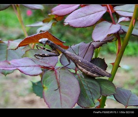 DSCF1688.jpg
