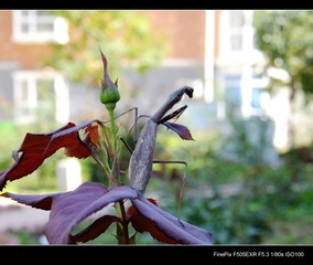 DSCF1682.jpg