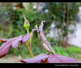 DSCF1681.jpg