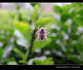 DSCF2920.jpg