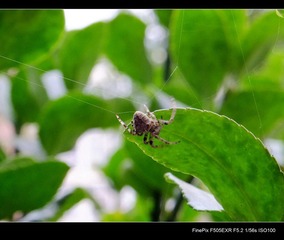DSCF2928.jpg