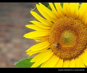 DSCF0216.jpg