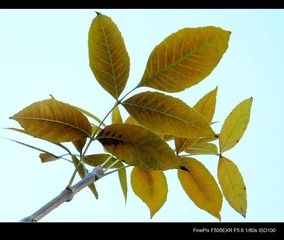 DSCF3056.jpg