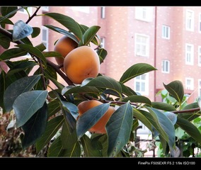 DSCF3055.jpg