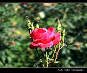 DSCF3074.jpg