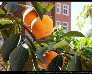 DSCF3367.jpg