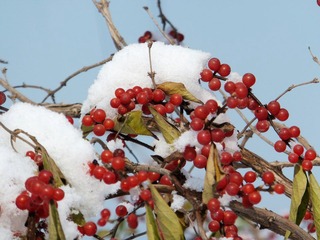 DSCF3687.jpg
