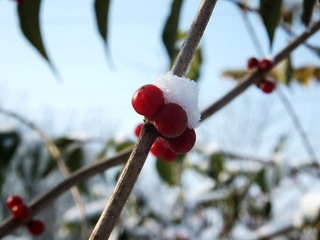 DSCF3699.jpg
