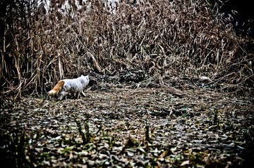 DSC_7296.jpg