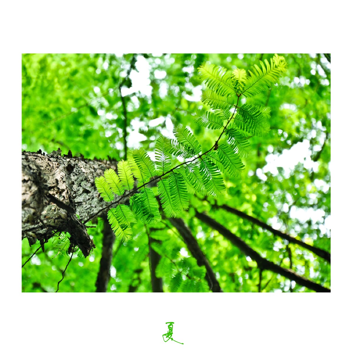 夏树<br />
夏天西湖边的绿树