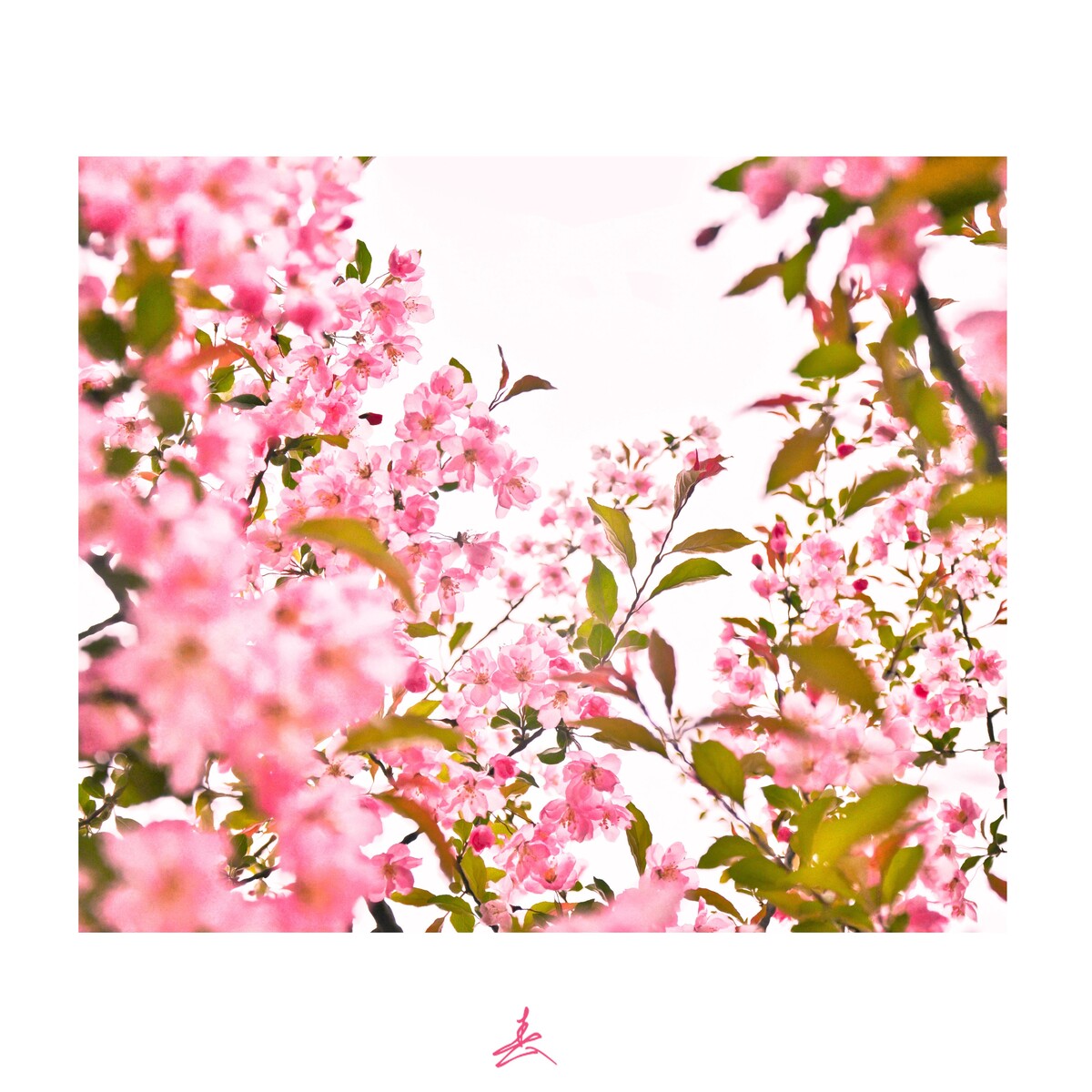 春花<br />
春天学校附近公园的桃花树