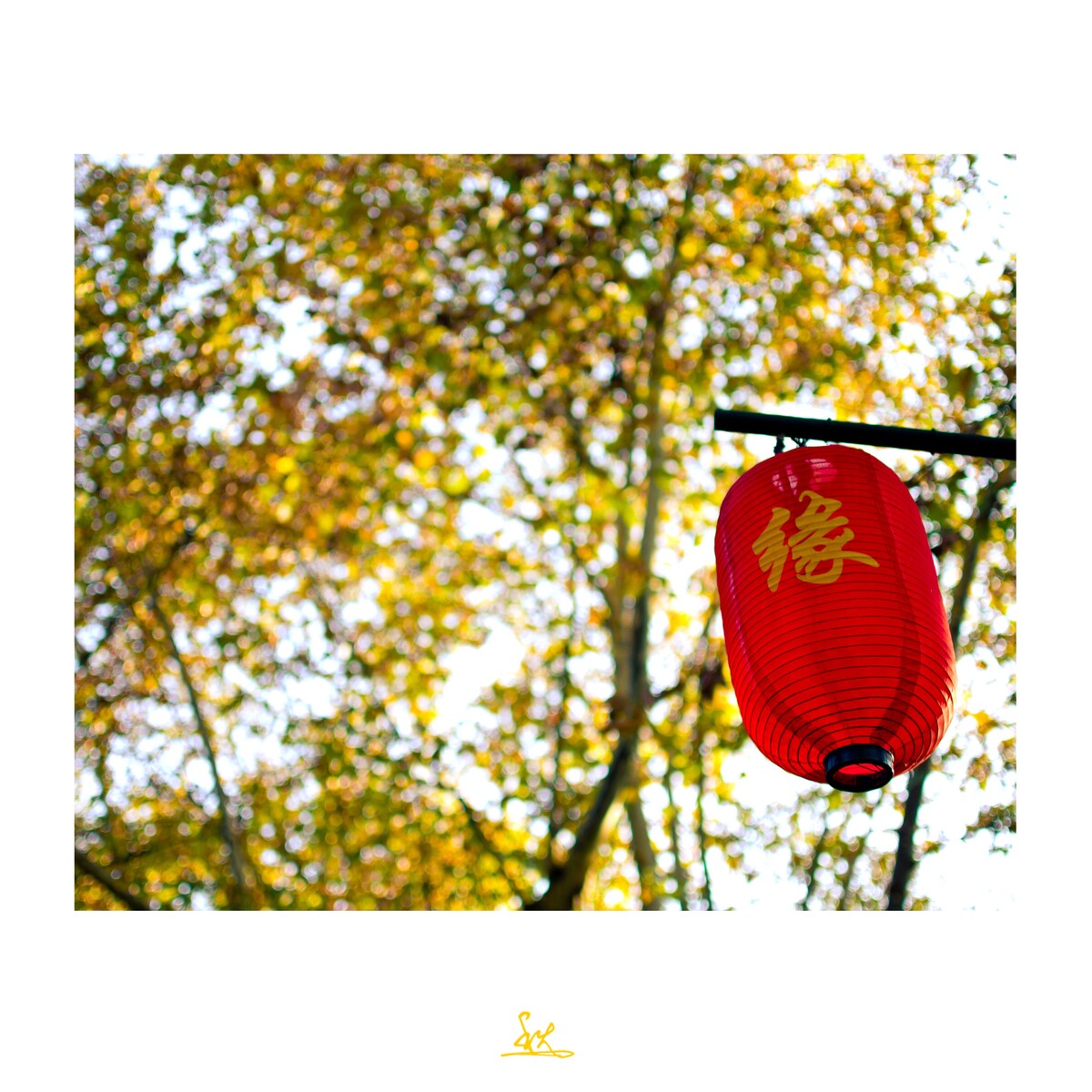 秋叶<br />
秋天黄龙洞的梧桐树