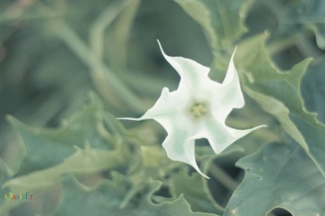 曼陀罗花