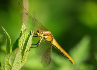 _IGP4087.jpg