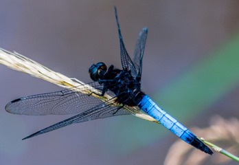 IMGP4047.jpg