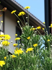花坛