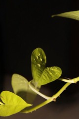 IMG_0167.JPG