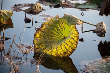 _DSC4905.jpg