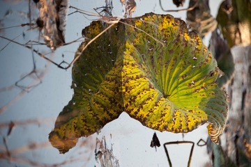 _DSC4907.jpg