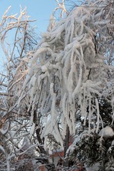 _DSC5077.jpg