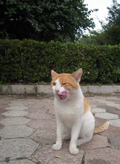 矮油
