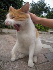 哇！