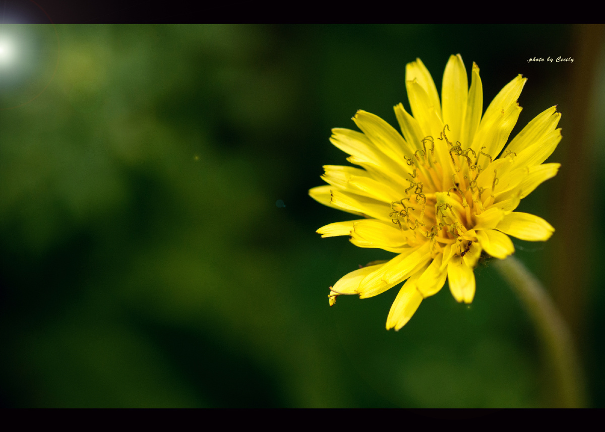 小野菊 br /> 很小很小的一朵野菊花.看着舒服
