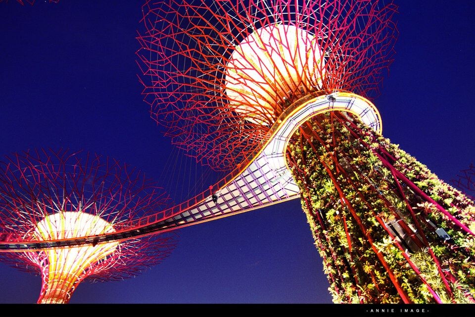 新景观！-7<br />
新景观！新加坡滨海南花园，巨大的人造太阳能树，当夜幕降临下来的时候，灯都开的话就会出现阿凡达世界一般的超现实感受。不过，千万不要白天去，白天不开灯，蛮丑的。
