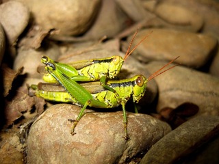 IMG_1420.JPG