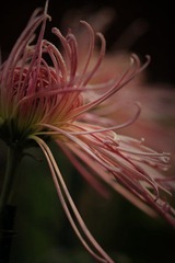 IMG_3814--.jpg