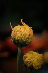 IMG_3854--.jpg