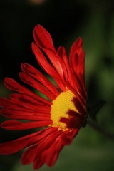 IMG_4111--.jpg