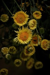 IMG_3921--.jpg