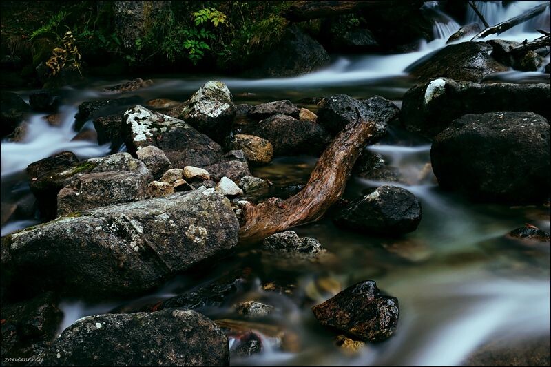 溪水湍急,为了记录激流中的朽木,尽可能地靠近水边,溪水日夜地打磨早已让石块表面潮湿光滑,每一步都小心翼翼。