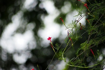 牵牛花