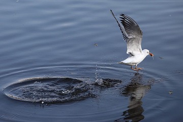 IMG_8775.JPG